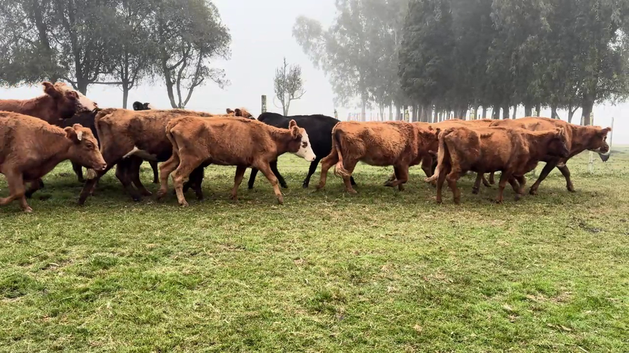 Lote Vacas de Invernada