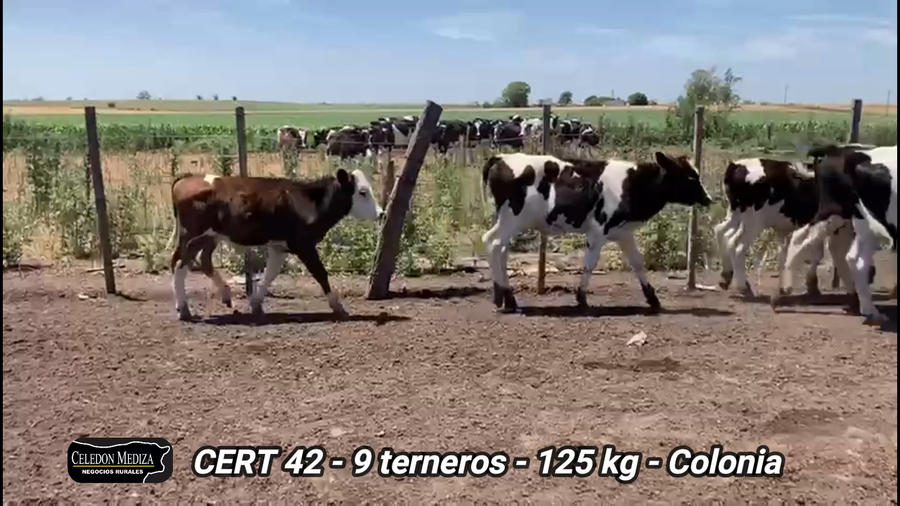 Lote 9 Terneros en Colonia