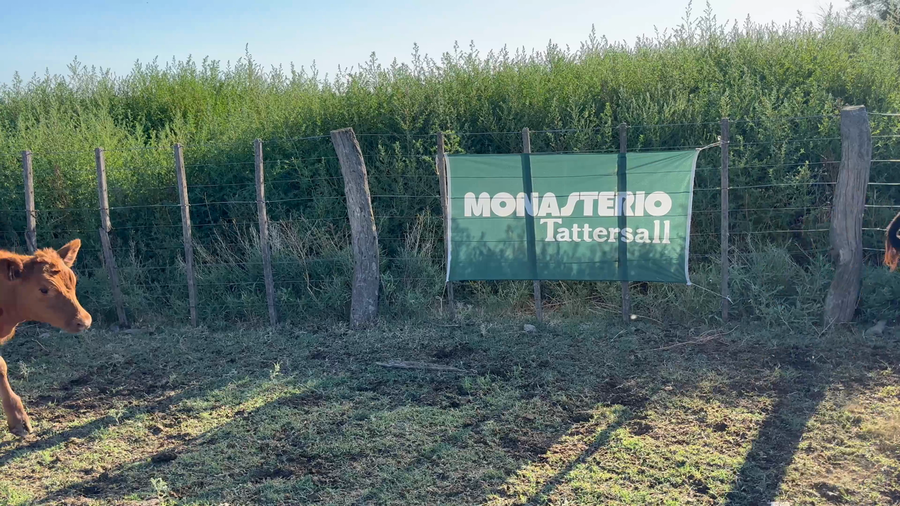 Lote 15 Terneras en Rivera