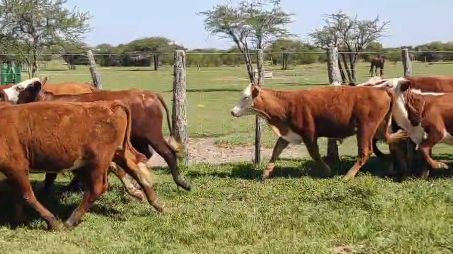 Lote 27 Novillitos en Corrientes, Bonpland