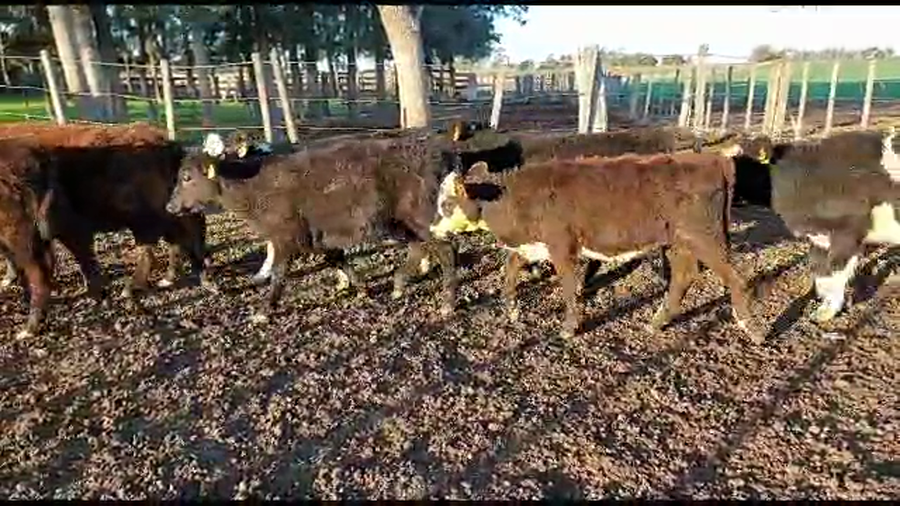 Lote 14 terneras