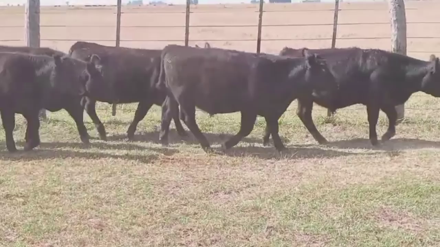 Lote 65 TERNS MACHOS, RAUCH, PCIA. DE BS. AS.