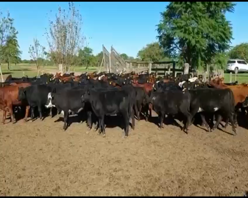 Lote 115 Terneros/as en Curuzú-Cuatiá, Corrientes