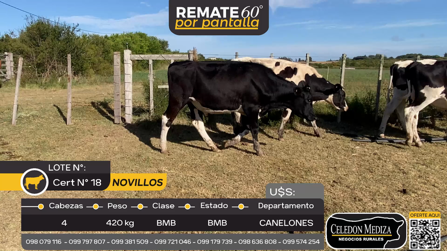 Lote 4 Novillos Holando en Otra Localidad, Canelones