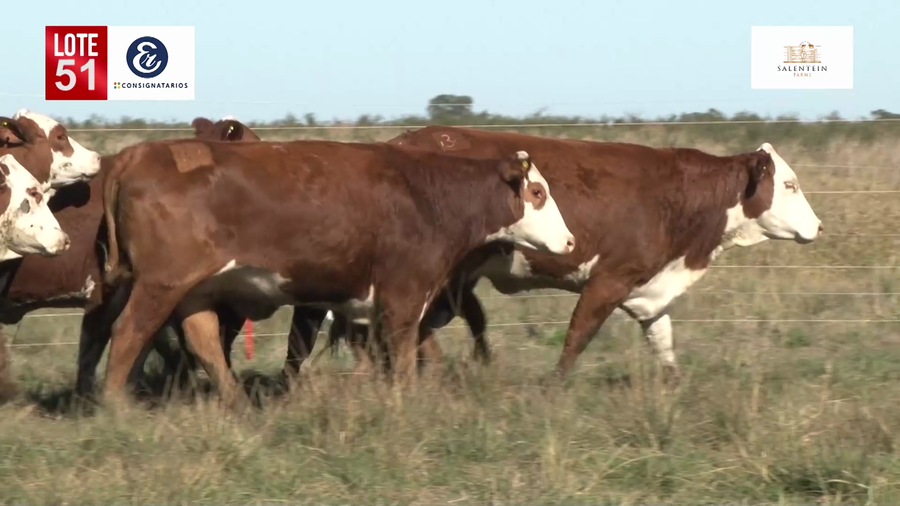 Lote Vaquillas Braford Planteleras Señal ´19-Preñadas IATF (17-12-2021) y Servicio Colectivo (27/12/21 al 05/02/22)
