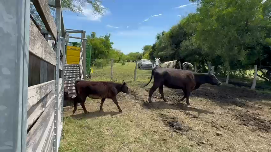 Lote 90 Vacas con Cría