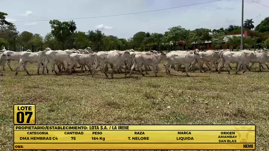 Lote LOTE 7