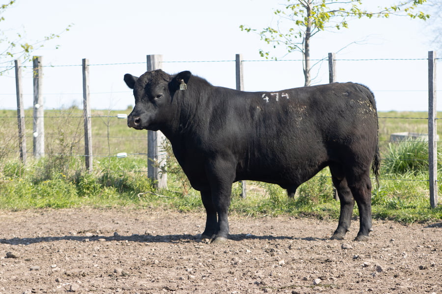 Lote 42