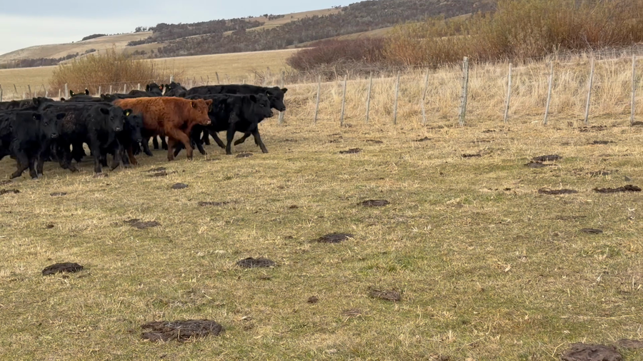 Lote 24 Novillo Engorda en Coyhaique, XI Región Aysén