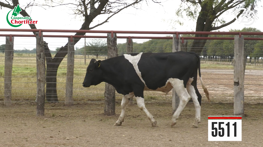Lote Holando