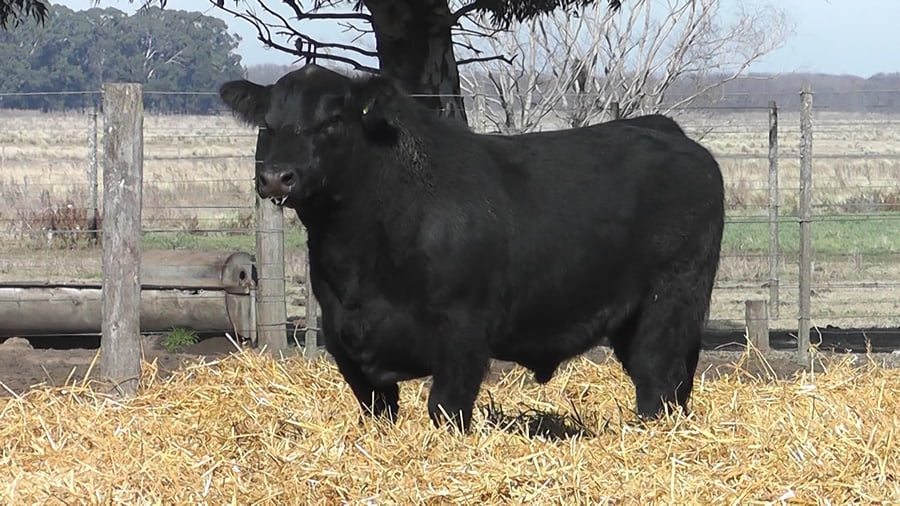 Lote TOROS PUROS POR CRUZA