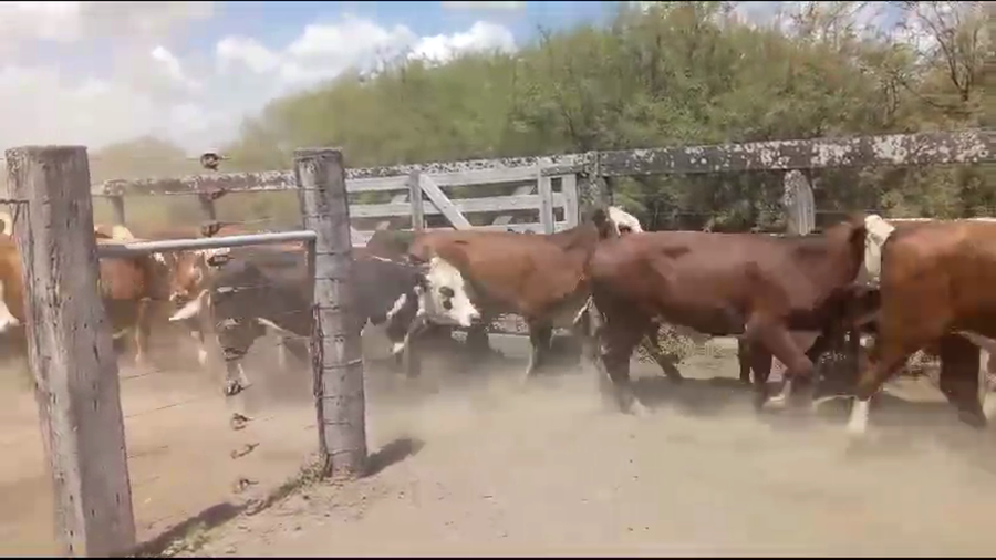 Lote 220 Novillitos en Los Amores, Santa Fe