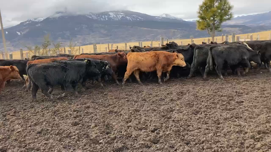 Lote 45 Ternero en Coyhaique, XI Región Aysén