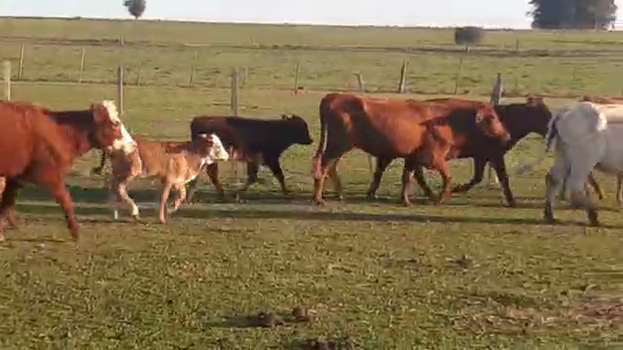 Lote 26 Piezas de cría HEREFORD a remate en PANTALLA CAMY - SAN JOSE  1500 VACUNOS 330kg - , San José