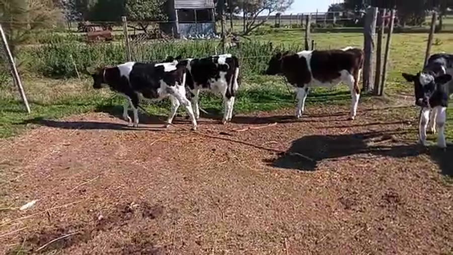 Lote 5 Terneros HOLANDO a remate en PANTALLA CAMY - SAN JOSE  1500 VACUNOS 80kg - , San José