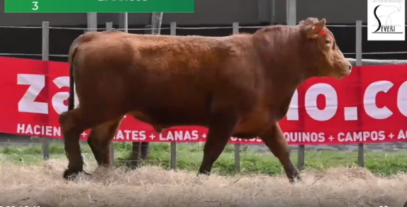 Lote Toros RP 1168 1170 1191