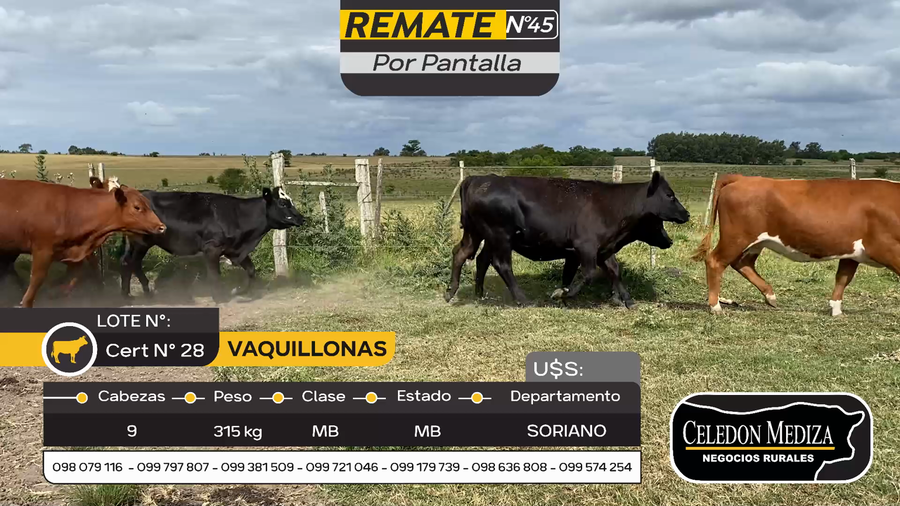 Lote 9 Vaquillonas  en Otra Localidad, Soriano