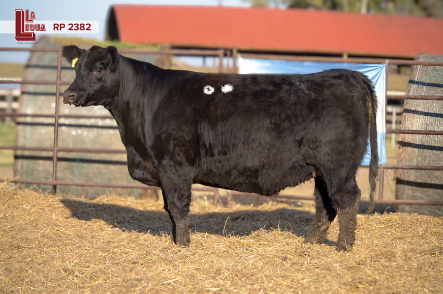 Lote VAQUILLONAS ANGUS  PP