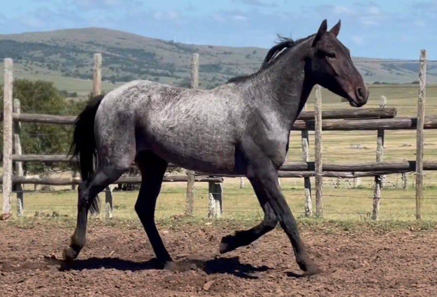 Lote RELAMPAGO DEL CEIBAL