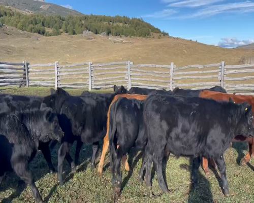 Lote 60 Ternero en Coyhaique, XI Región Aysén