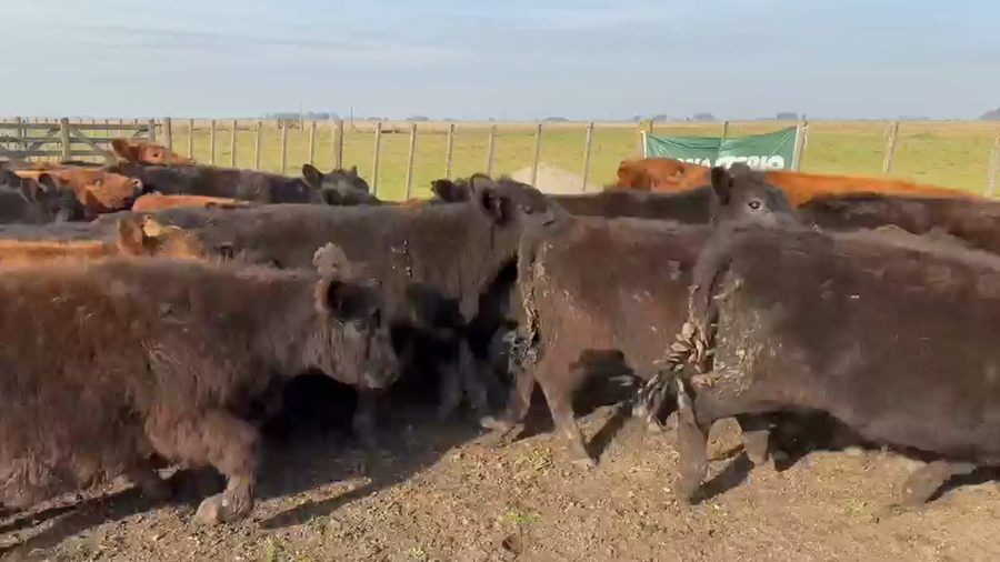 Lote 65 Novillitos en Azul