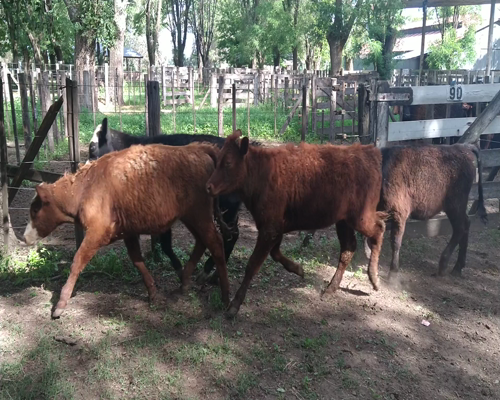 Lote 29 Terneras en Gral. Lamadrid, Buenos Aires