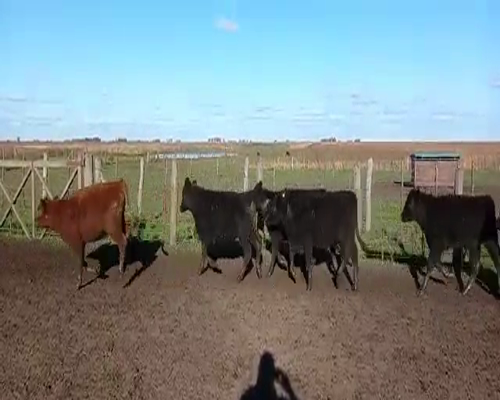 Lote 100 Terneras en Buenos Aires, Pirovano