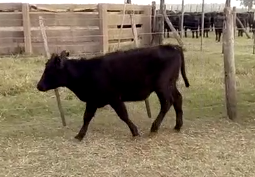 Lote 66 terneras de 160Kg A.Ledesma, Cordoba