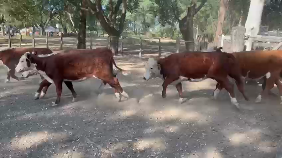 Lote 100 Vaquillonas en Chajari - Entre Rios