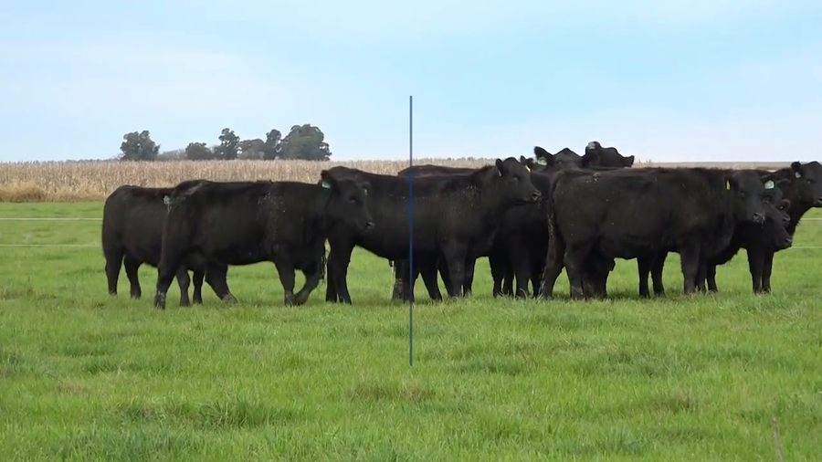 Lote VAQUILLONAS MaS