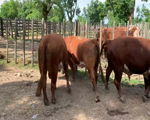 Lote 3 TORO PI en Melo, Cerro Largo