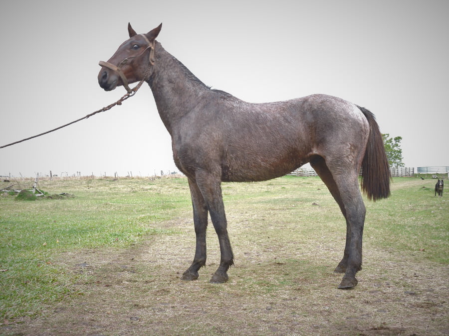 Lote BRUJO EL TACUARAL - R.P. 336