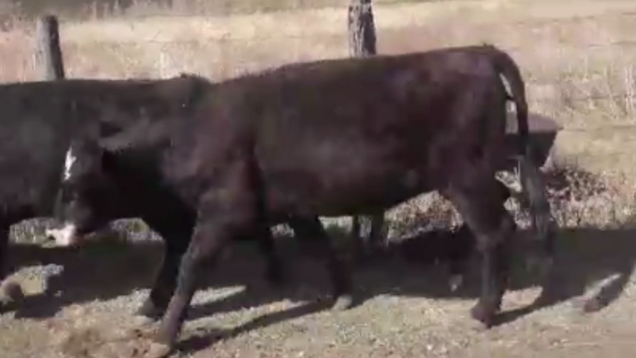 Lote 43 NOVILLITOS Y VAQUILLONAS, TANDIL, PCIA. DE BS. AS.