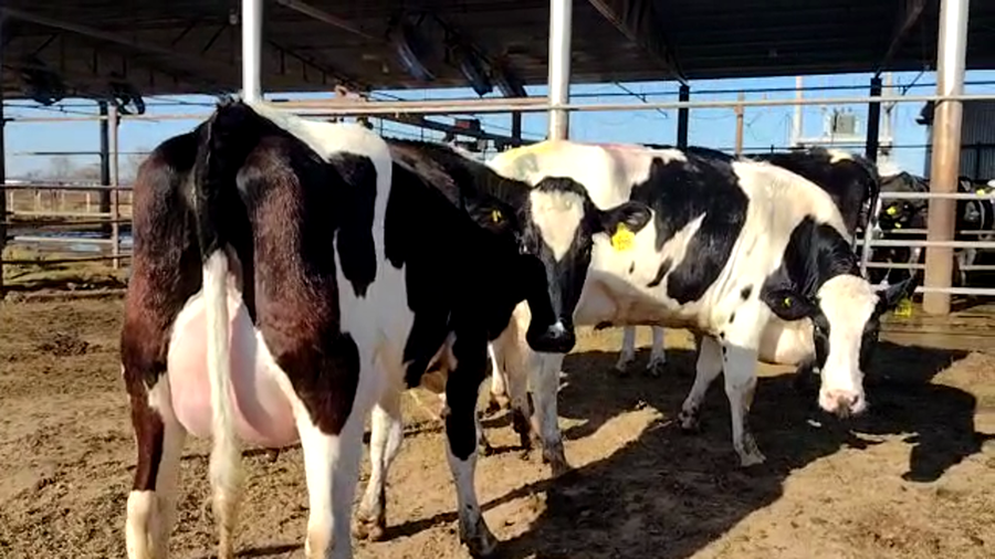 Lote Jose Luis Perren