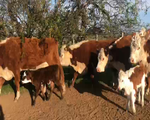 Lote 20 Vacas de Invernada en Artigas