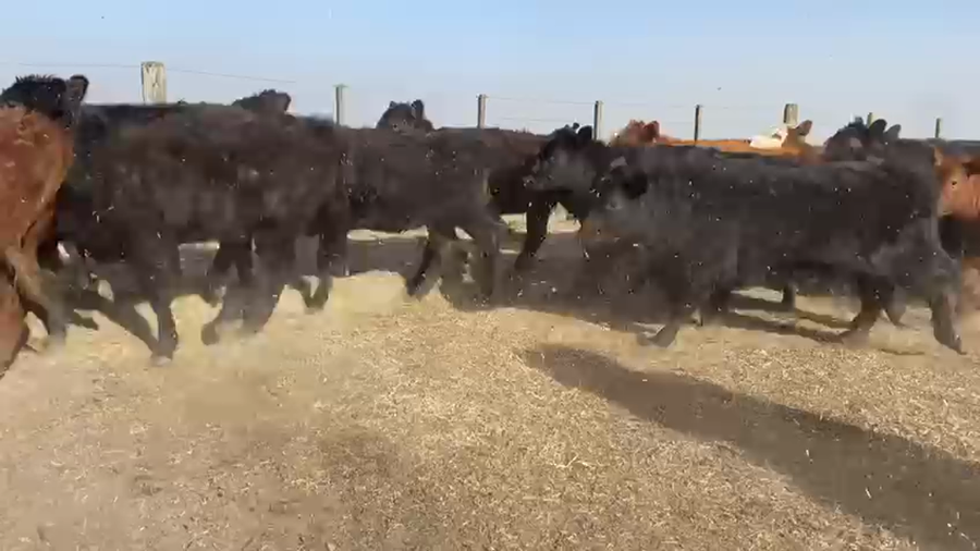 Lote 34 Terneros en Carlos Tejedor, Buenos Aires