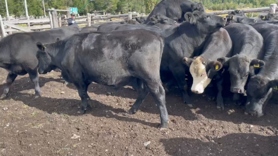 Lote 50 Novillo Engorda en XI Región Aysén, Coyhaique