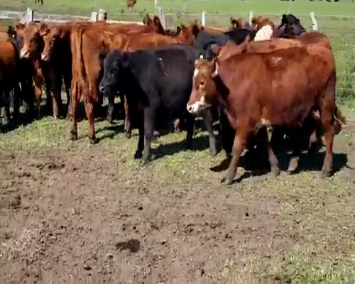 Lote 20 Terneros en Villaguay, Entre Ríos