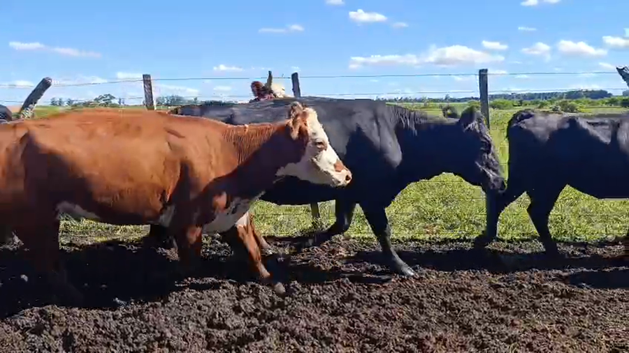 Lote 22 Vacas de invernar en Corrientes, Mocoretá