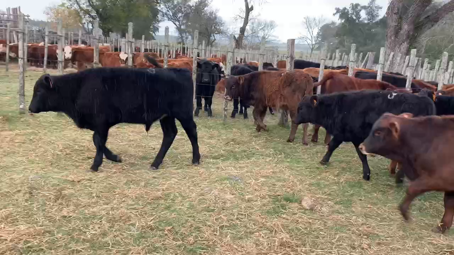 Lote 23 Terneros en Melo, Cerro Largo