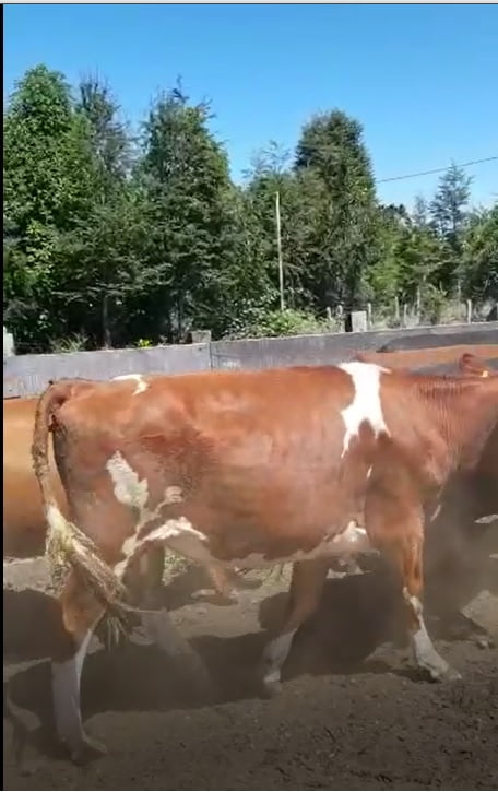 Lote 47 Vaquilla Gorda en Osorno, X Región Los Lagos