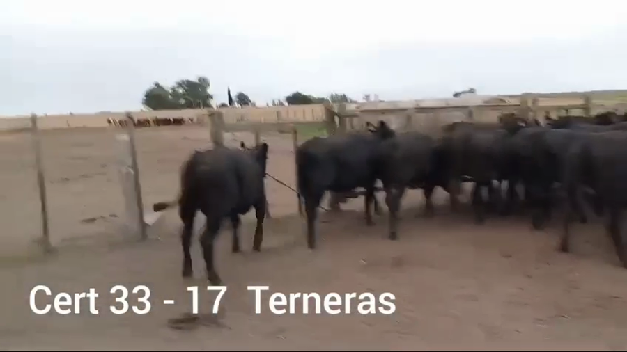 Lote TERNERAS