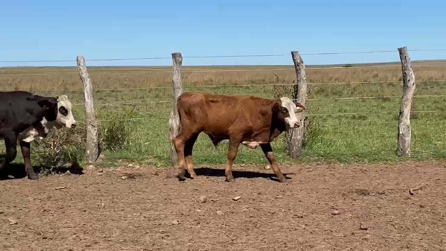 Lote 110 Terneros/as en Corrientes, Mercedes