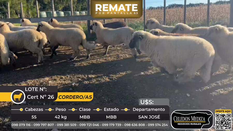 Lote 55 Corderos/as en Ruta 1 km 106,San José