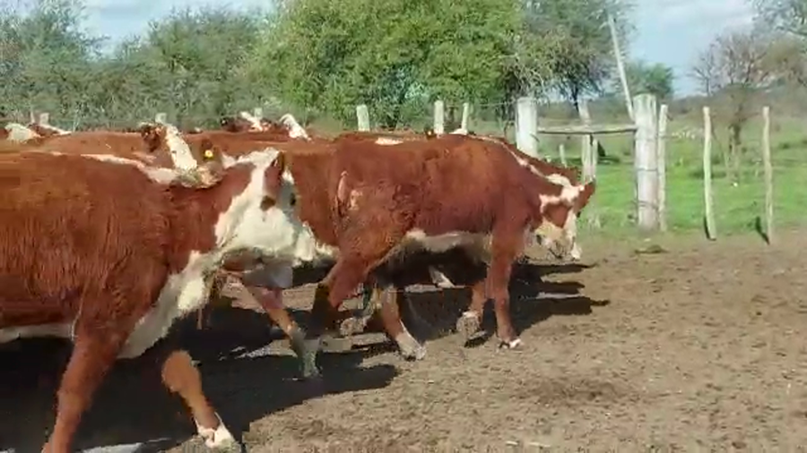 Lote 113 Vaquillonas C/ gtia de preñez en Villaguay, Entre Ríos