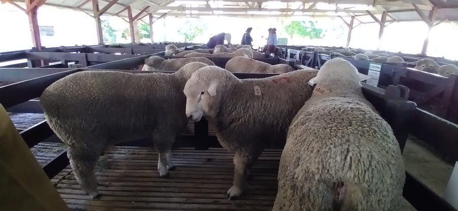 Lote 3 borregos puro de origen 2dts planteleros