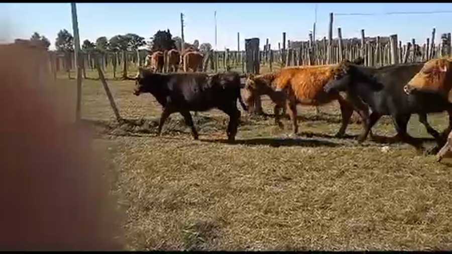 Lote 12 Terneras en Tupambaé, Cerro Largo