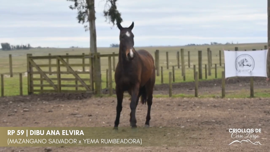 Lote Dibu Ana Elvira