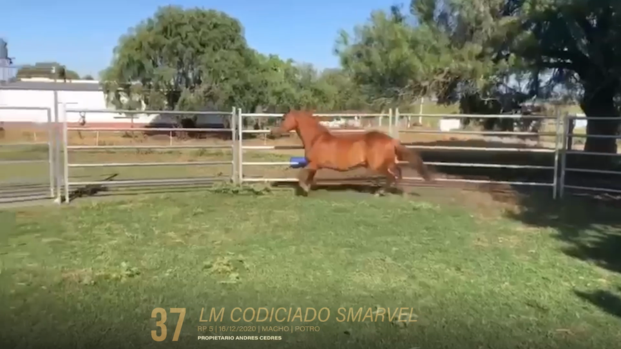 Lote Lote 37