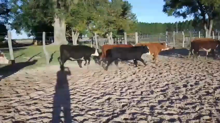 Lote 110 Novillitos